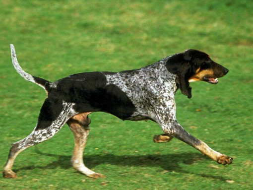 Большая голубая гасконская гончая бежит по траве 