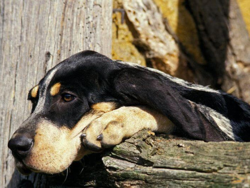 Большая голубая гасконская гончая лежить на поваленном дереве