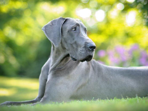Серый Датский дог лежит на траве