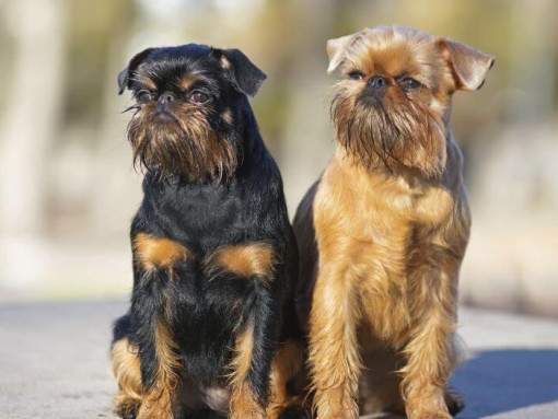 Стоят два брюссельских гриффона.