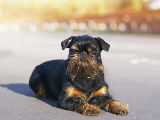 Брюссельский гриффон лежит на дороге