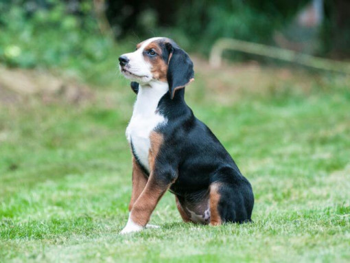 Щенок Гамильтонстёваре стоит прямо в саду