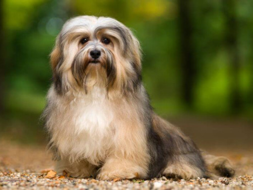 Собака стоит в парке