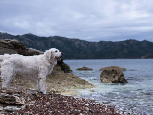 Венгерский кувас стоит на пляже у озера