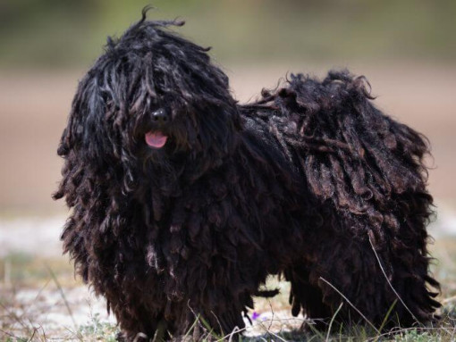 Маленький венгерский Пули стоит возле леса