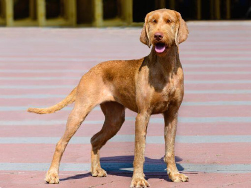 Венгерская жесткошерстная выжла гуляет по городу