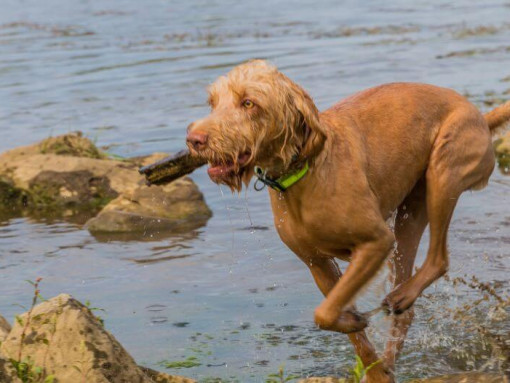 Венгерская жесткошерстная выжла играет и прыгает в реку