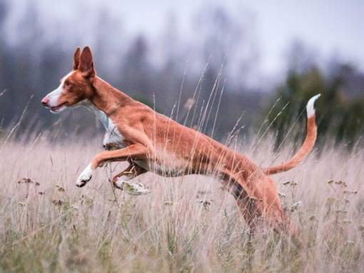 Ивисская борзая прыгает в поле