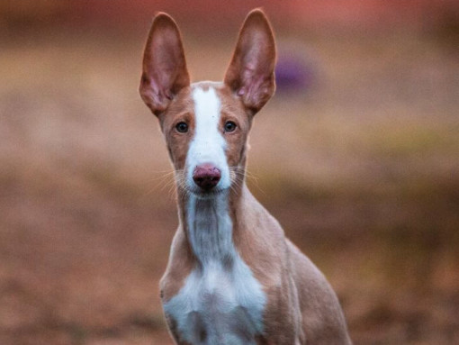Ивисская борзая наблюдает за кем-то