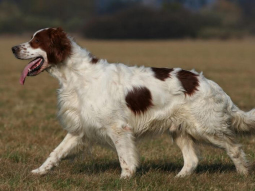 Ирландский красно-белый сеттер бегает и играет в саду
