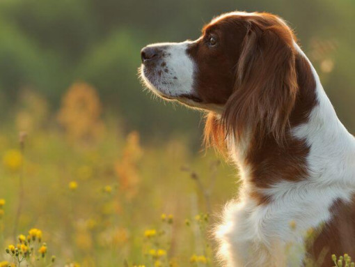 Ирландский красно-белый сеттер стоит в поле цветов