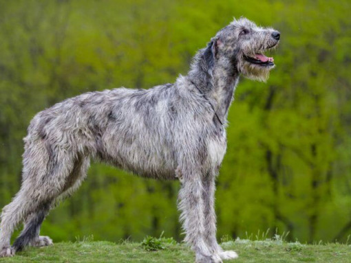 Ирландский волкодав стоит возле леса