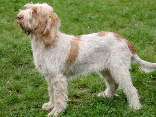 Итальянский спиноне стоит на траве