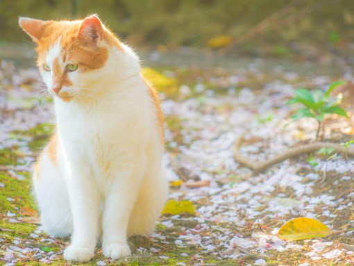 Японский бобтейл длинношерстный гуляет по парку