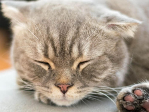 Японский бобтейл длинношерстный кот спит