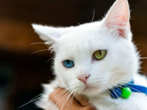 Японский бобтейл с короткой стрижкой смотрит на кого-то