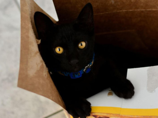 Японский бобтейл короткошерстный кот лежит в коробке