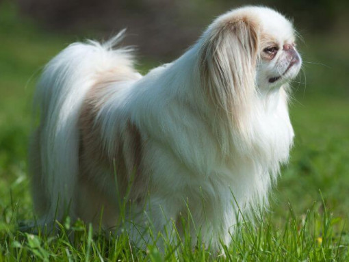 Японский хин стоит в траве