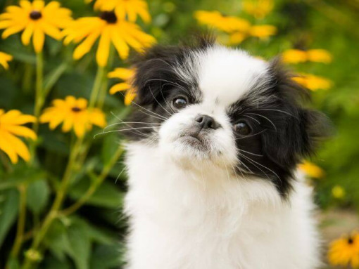 Японский хин с желтыми цветами