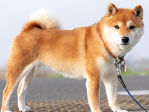 Японский шиба-ину стоит возле полей