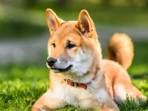 Японский Шиба Ину лежит на траве