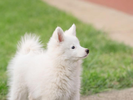 Японский шпиц смотрит вдаль