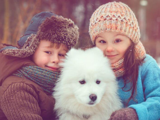 Японский шпиц с двумя детками