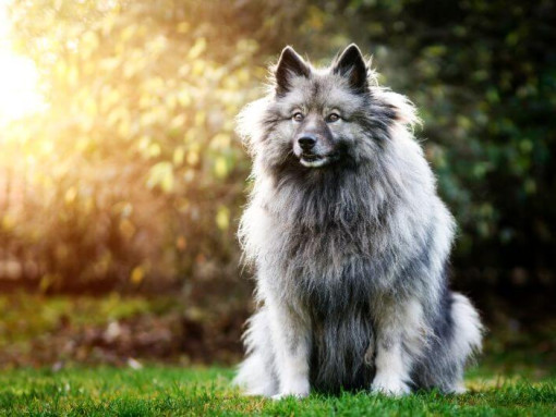 Немецкий вольфшпиц стоит на заднем дворе