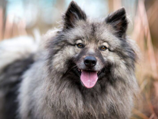 Немецкий вольфшпиц с высунутым языком