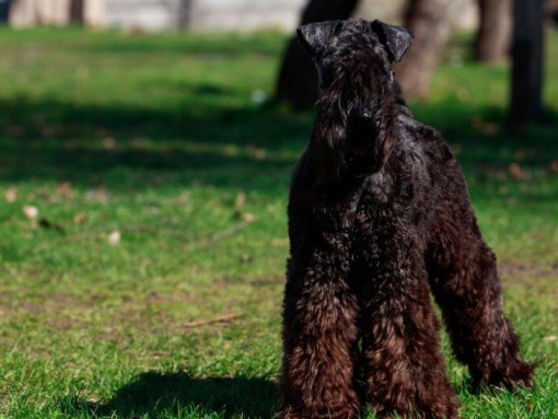 Керри Блю Терьер стоит на траве