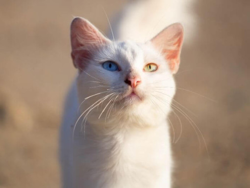 Кошка Као Мани наслаждается теплым днем