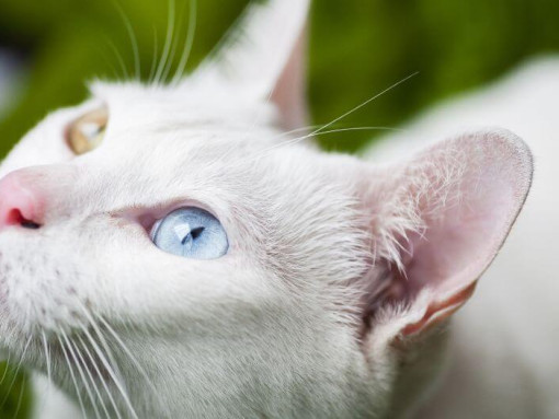 Као Мани с интересом наблюдает за чем-то