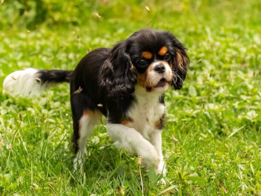 Кинг чарльз спаниель играет в саду