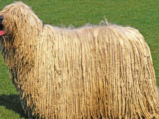 Комондор с высунутым языком