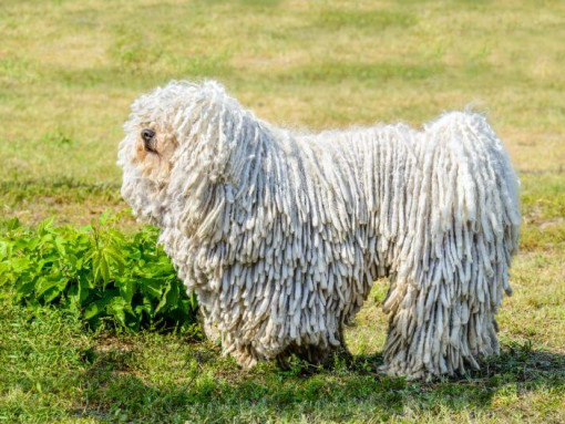 Комондор на поле