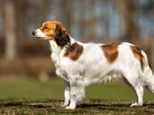 Коикерхондье стоит в саду в теплый летний день