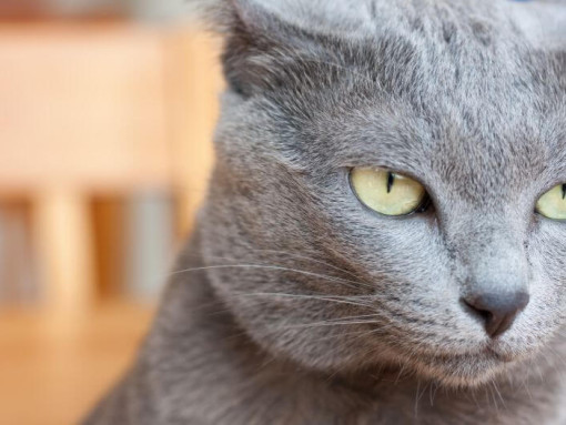 Кот корат смотрит задумчиво.