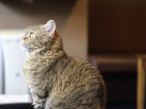 Кошка Лаперм наблюдает за погодой снаружи через окно.