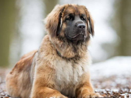 Леонбергер лежит возле заснеженного леса