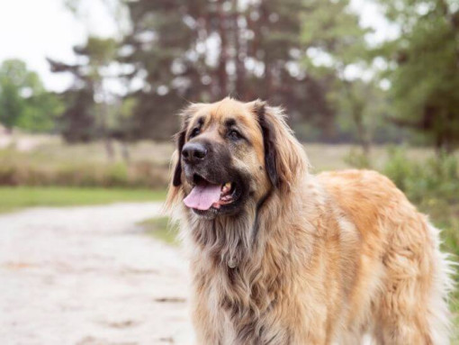 Леонбергер стоит на тропинке у леса