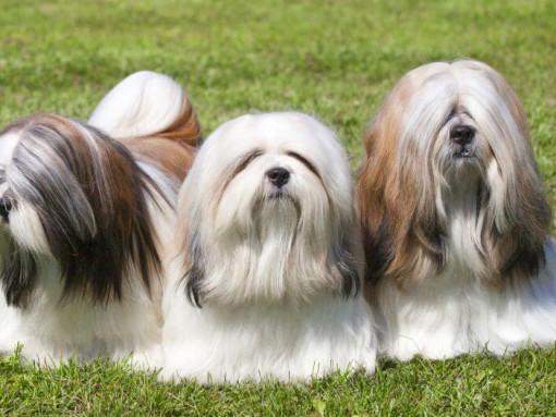 Три лхаса апсо лежат на траве