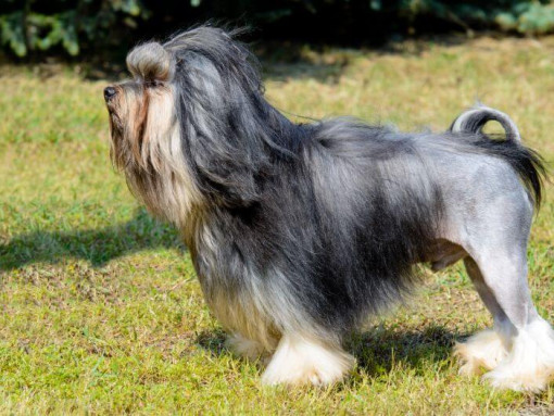 Лоухен стоит во дворе в солнечный летний день.