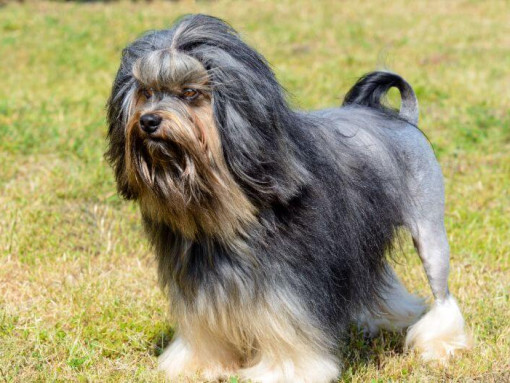 Лоухен стоит во дворе и смотрит вперед