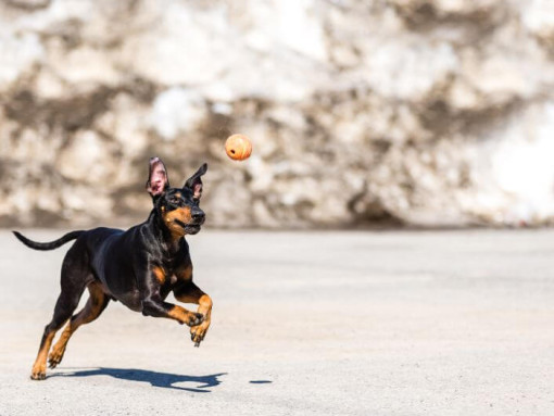 Терьер бежит по снегу