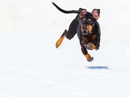 Собака быстро бежит по снегу