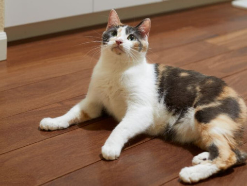 Мэнкс лежит на полу