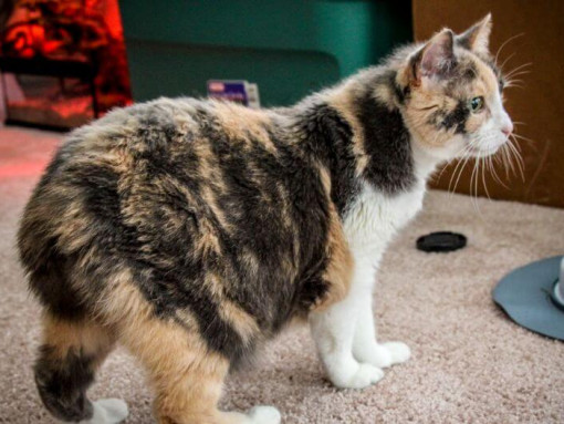 Мэнкс готовится к ужину