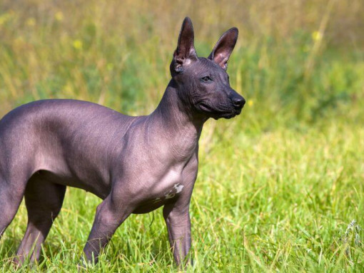 Ксолоитцкуинтли