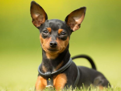 Миниатюрный пинчер