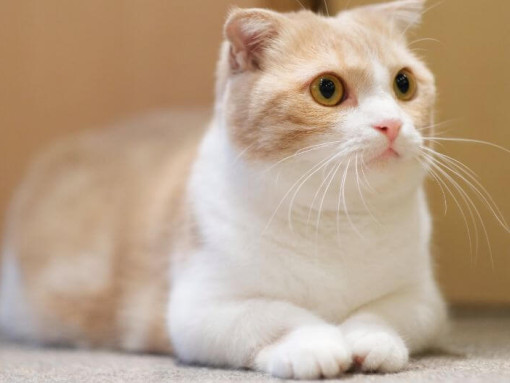 Кот с короткими лапами